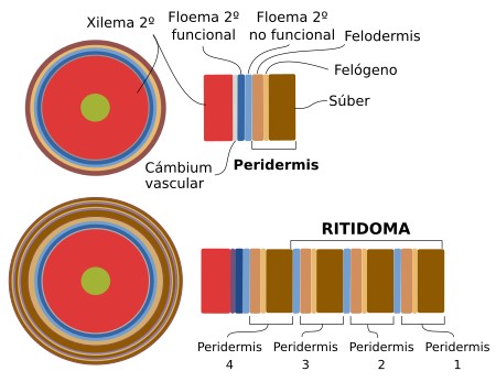 Ritidoma