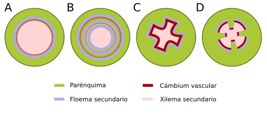 Tallo secundario