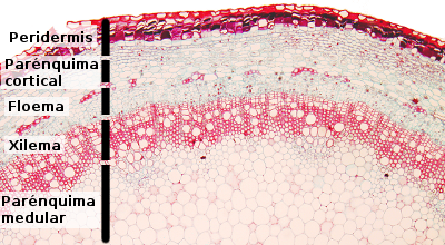 Tallo secundario con peridermis