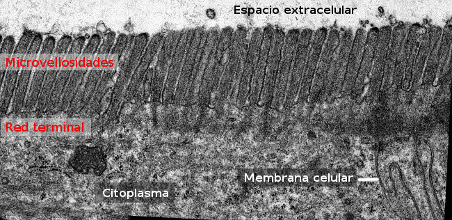 Microvellosidades