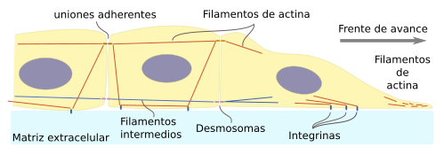 Movimiento de poblaciones 