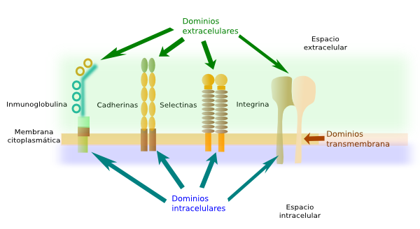 Moléculas de adhesión 