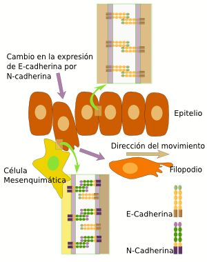 Moléculas de adhesión 