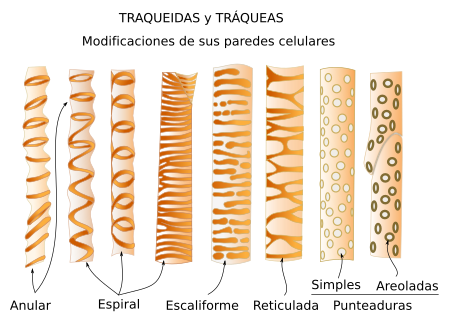 Pared celular engrosamientos