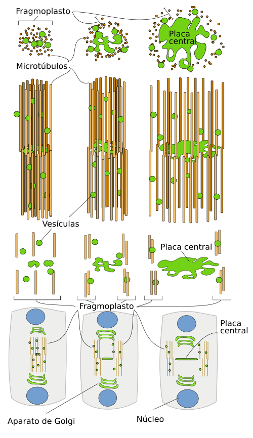  Fragmoplasto