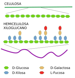 Hemicelulosa