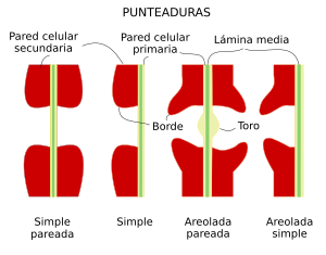 Tipos de punteaduras