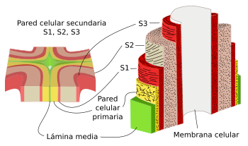 Orientación de fibras de celulosa