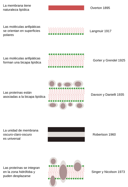 Modelos de membrana 