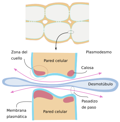 Plasmodemos 