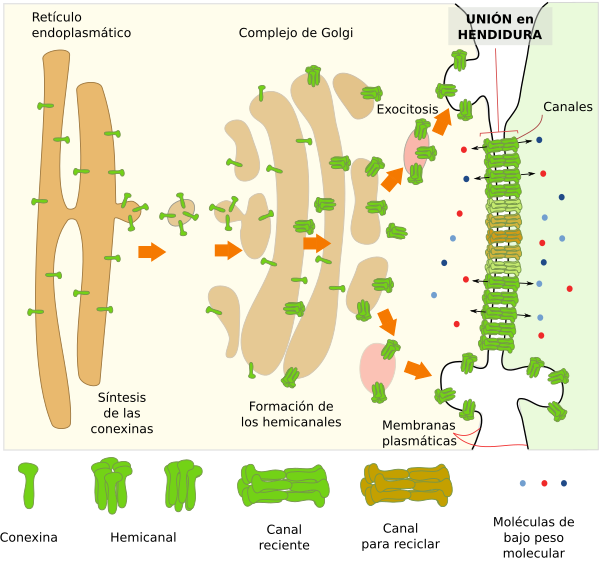 Uniones en hendidura 