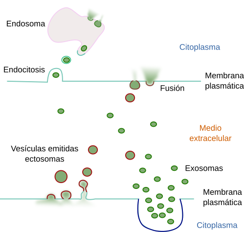 Exosomas, emitidas 