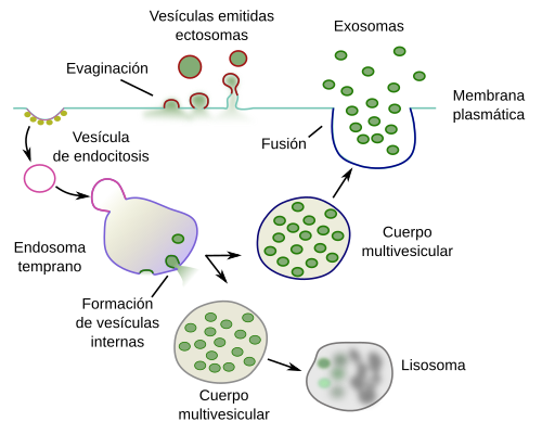 Exosomas, emitidas 