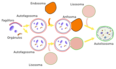 Autofagia 