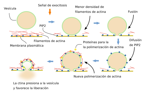 Actina y exocitosis 