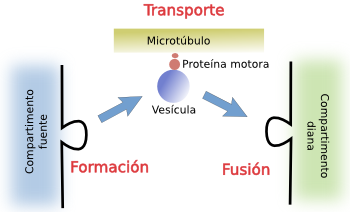 Vesículas 