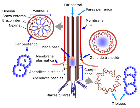 Estructura de cilios y flagelos 