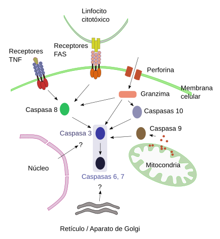 Apoptosis