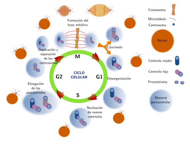 Centrosoma y ciclo celular