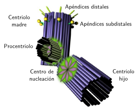 Duplicación de los centriolos