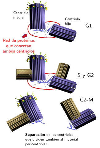 Separación de centrosomas