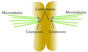 Cinetocoro