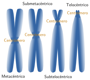 Tipos de cromosomas