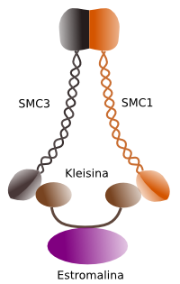 Cohesina