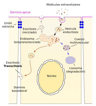 transcitosis
