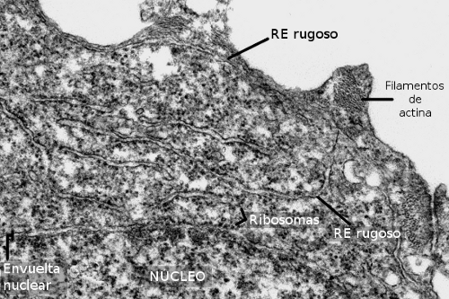 Retículo endoplasmático