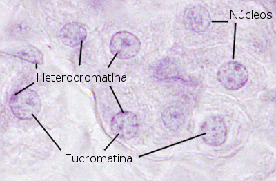 Cromatina