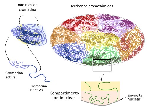 Cromatina