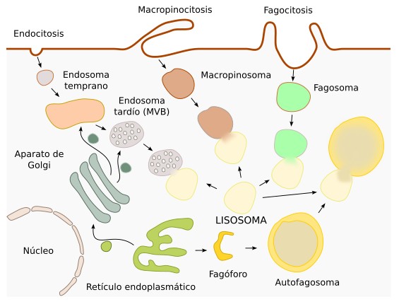 Lisosomas