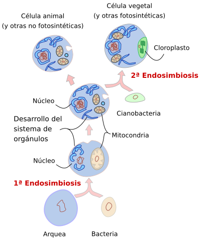 Endosimbiosis