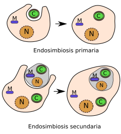 Endosimbiosis primaria y otra secundaria