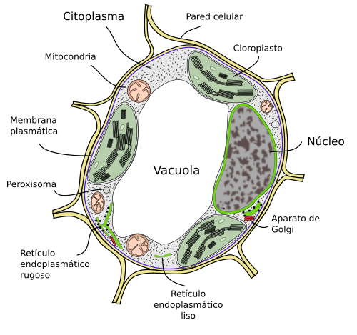 Célula vegetal