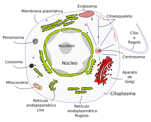 Célula animal