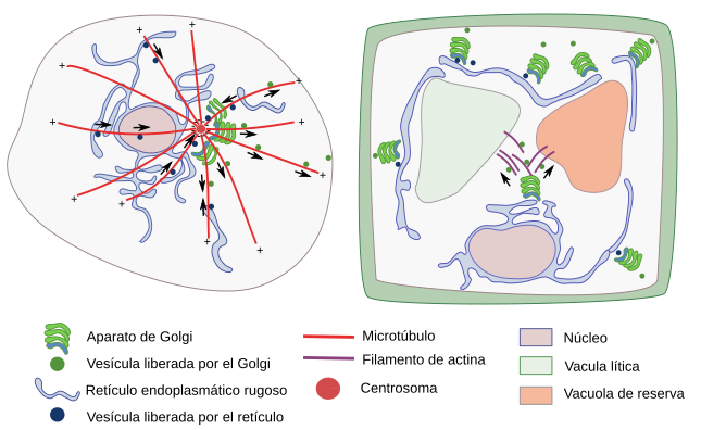 Aparato de Golgi en plantas