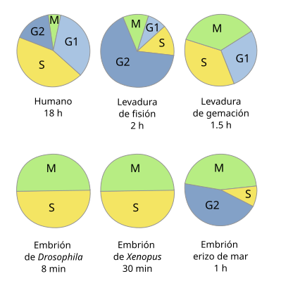  Ciclo celular