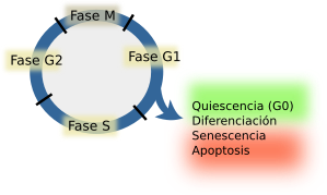 Fase G1