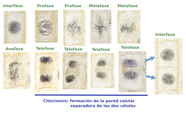  Ciclo celular