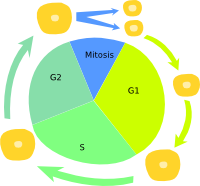 Ciclo celular 