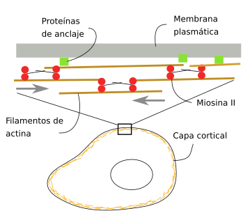  Organización de actina