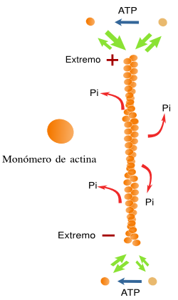  Filamento de actina