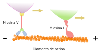  Movimiento de orgánulos