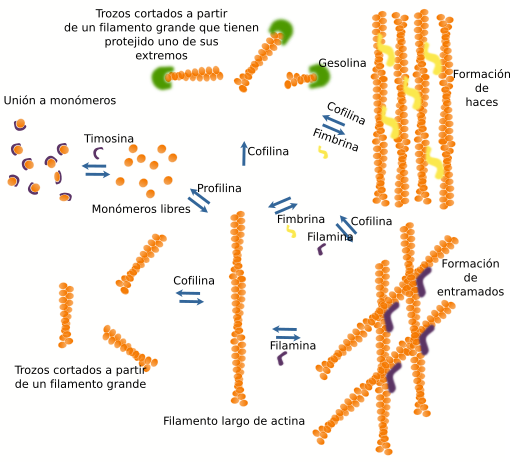 Organización de actina