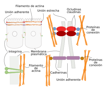  Organización de actina