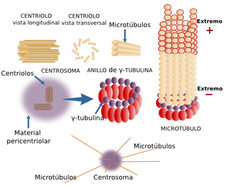  MTOC