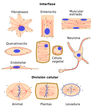 Organización de microtúbulos