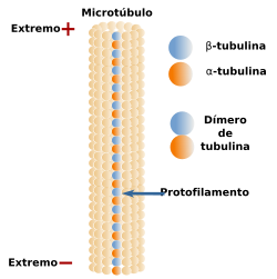  Protofilamento